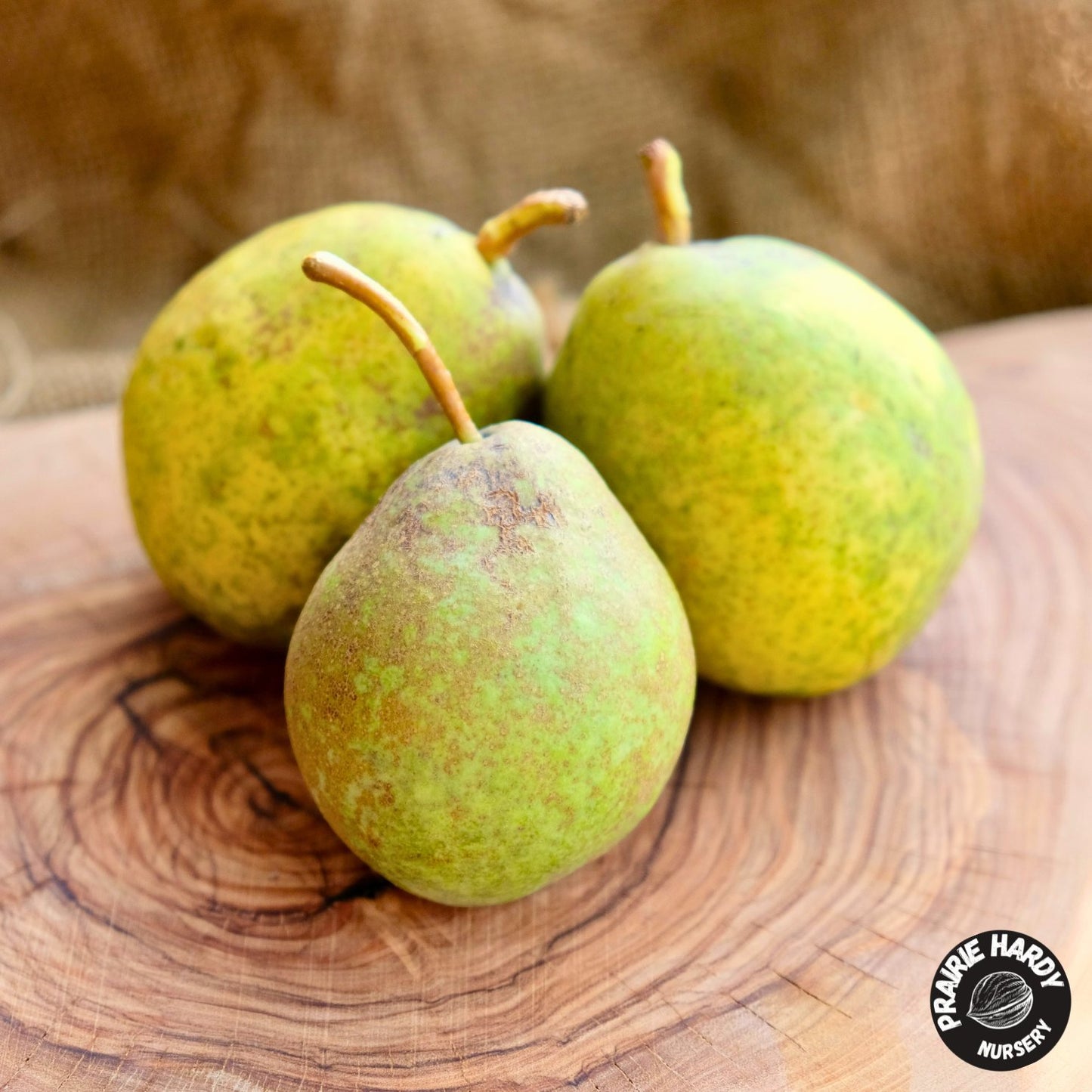 Beedle Pear