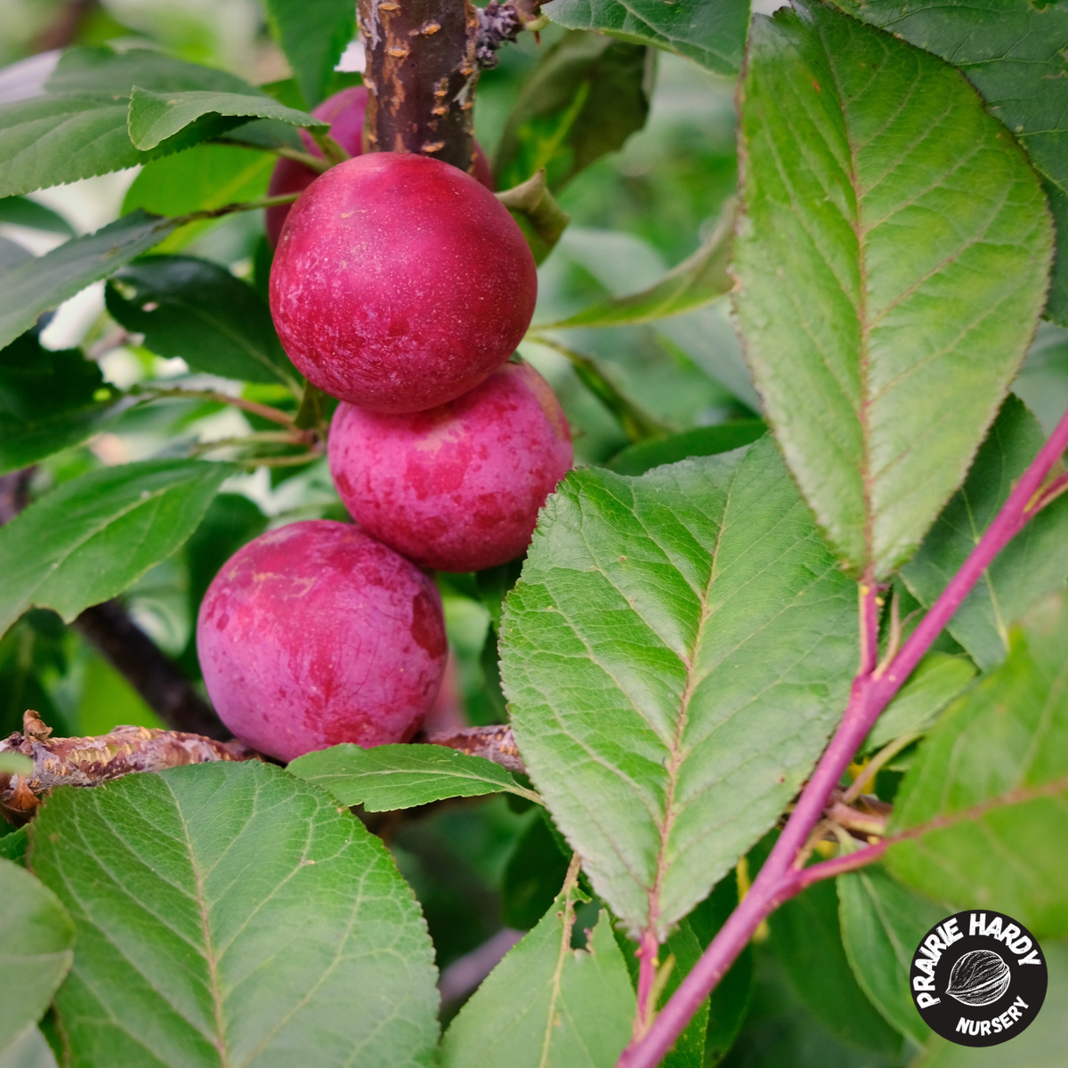Bei Tang Plumcot