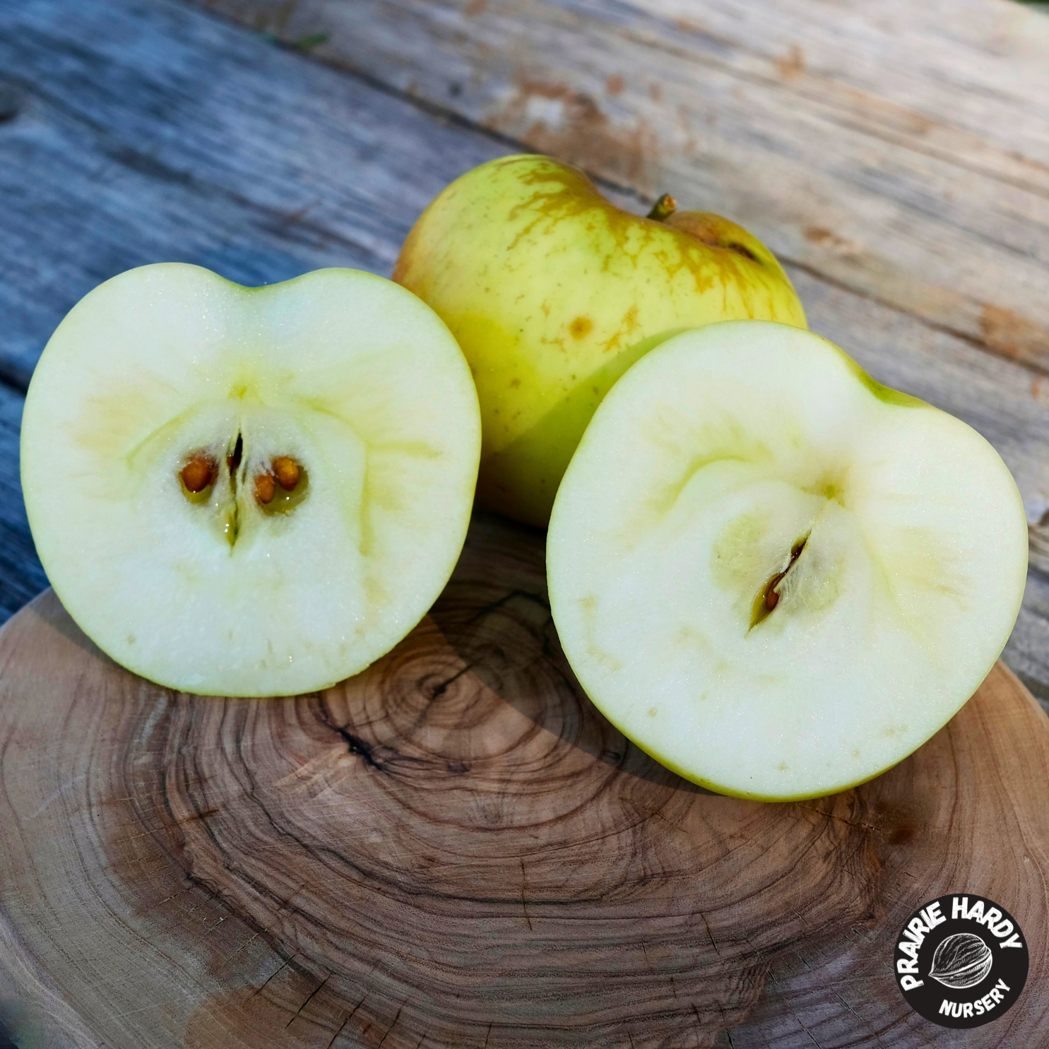 Carlos Queen Apple – Prairie Hardy Nursery