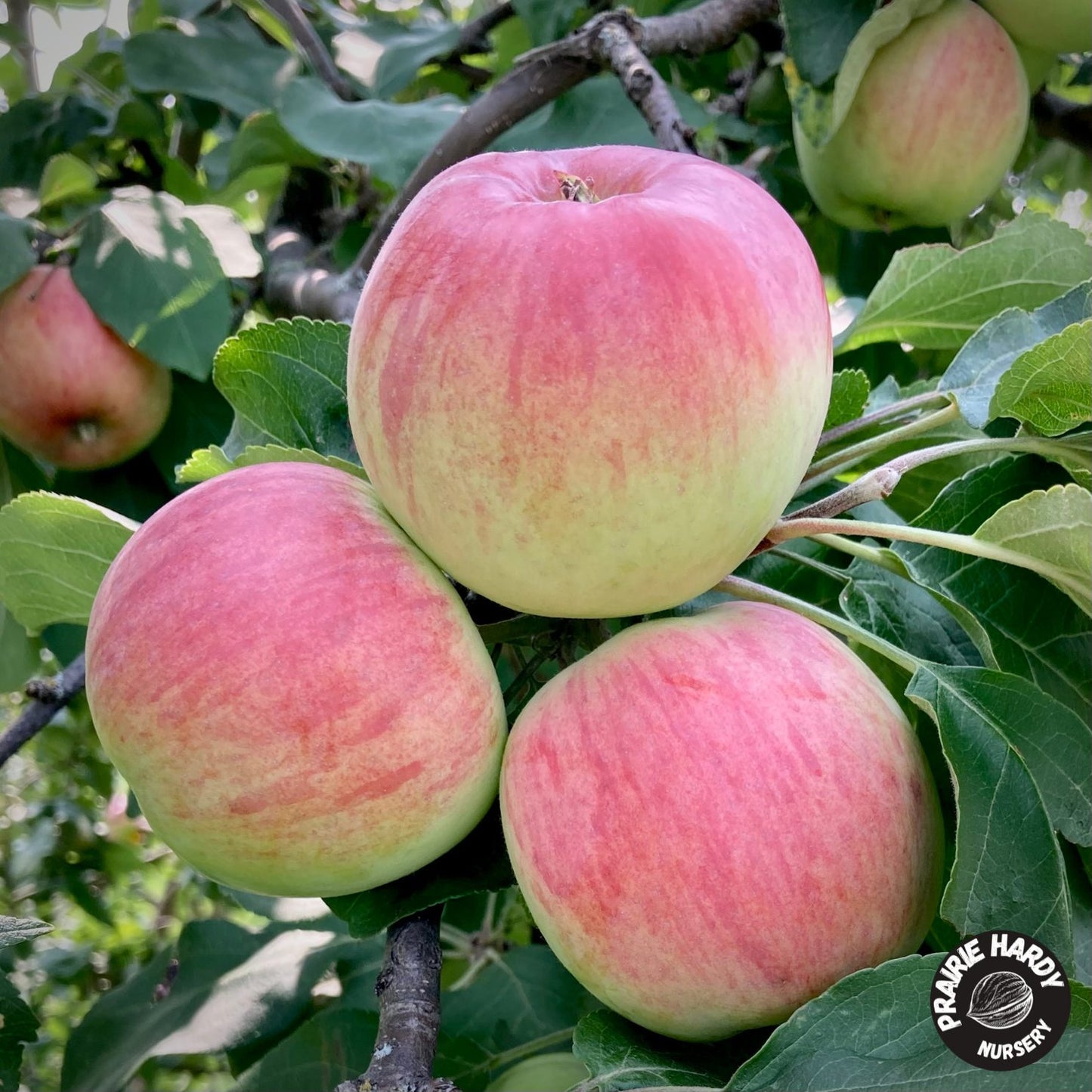Carroll Apple