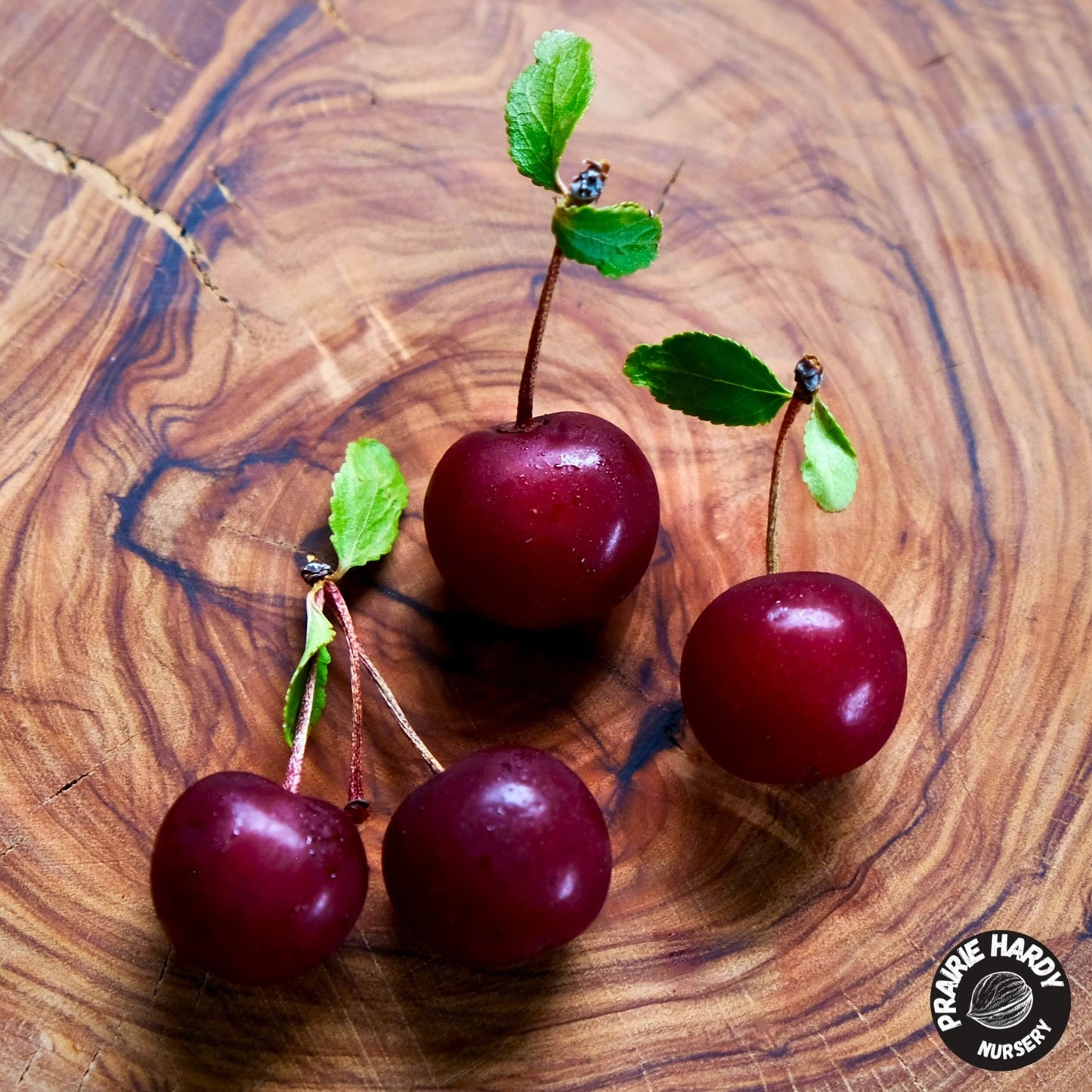 Cutie Pie Cherry