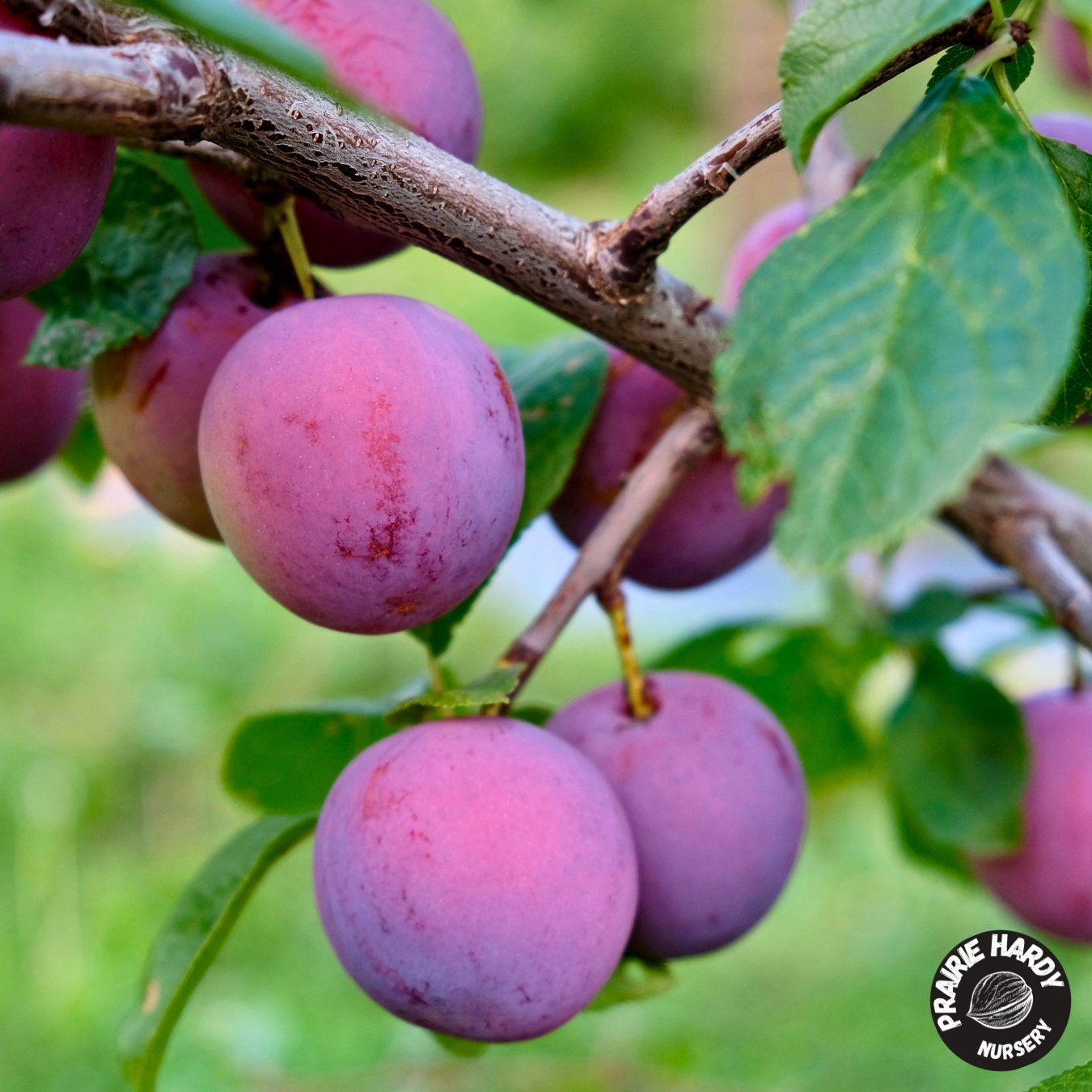 Ivanovka Plum