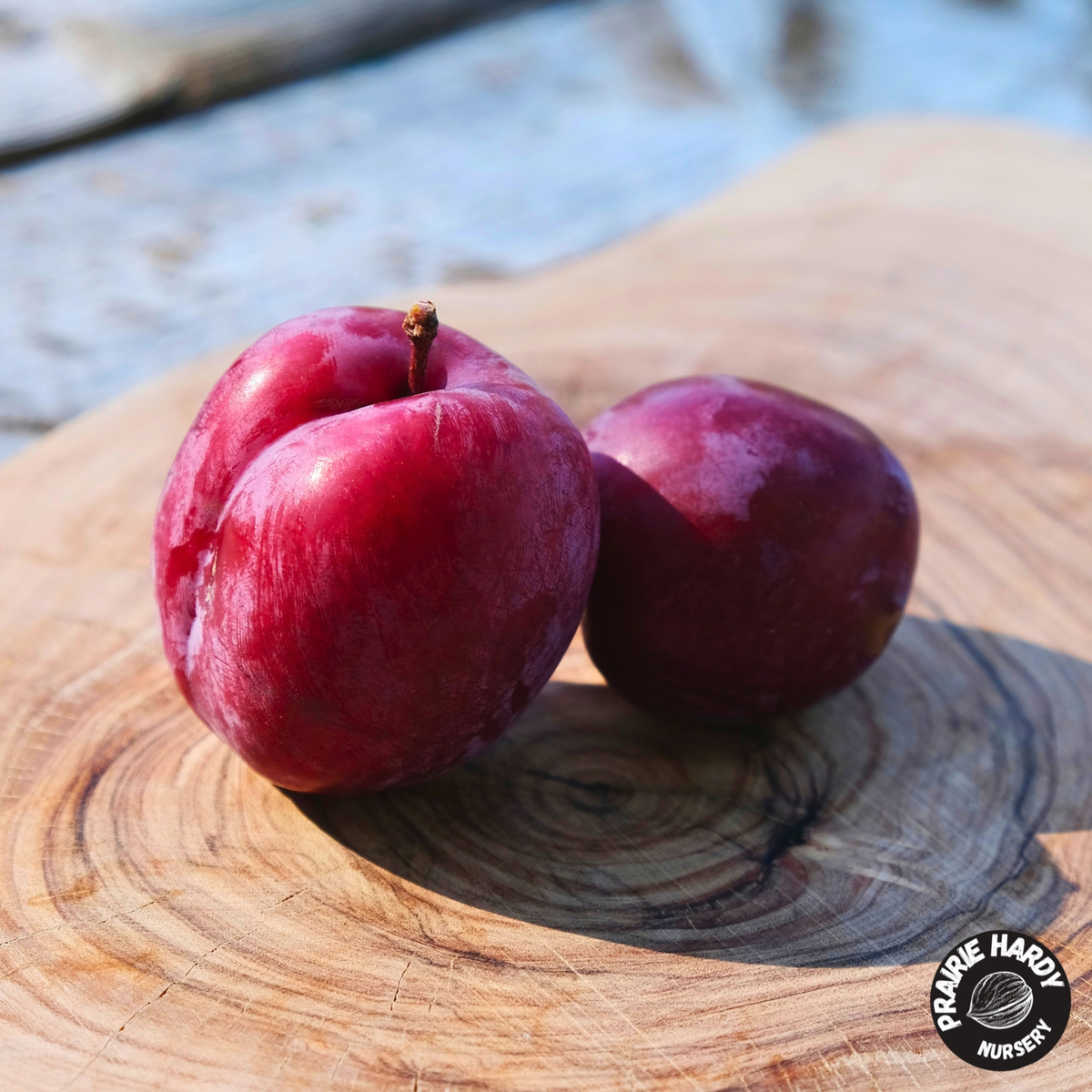 Lama Cherry Plum