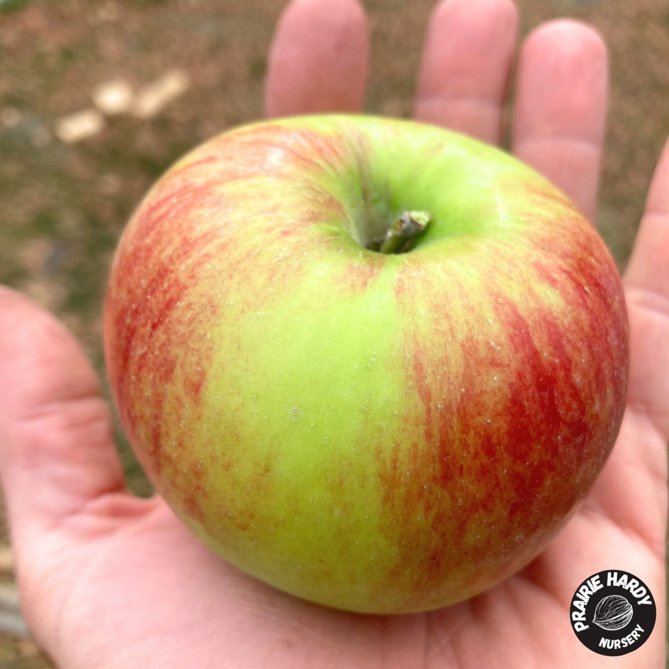 Apple M360 Apple – Prairie Hardy Nursery