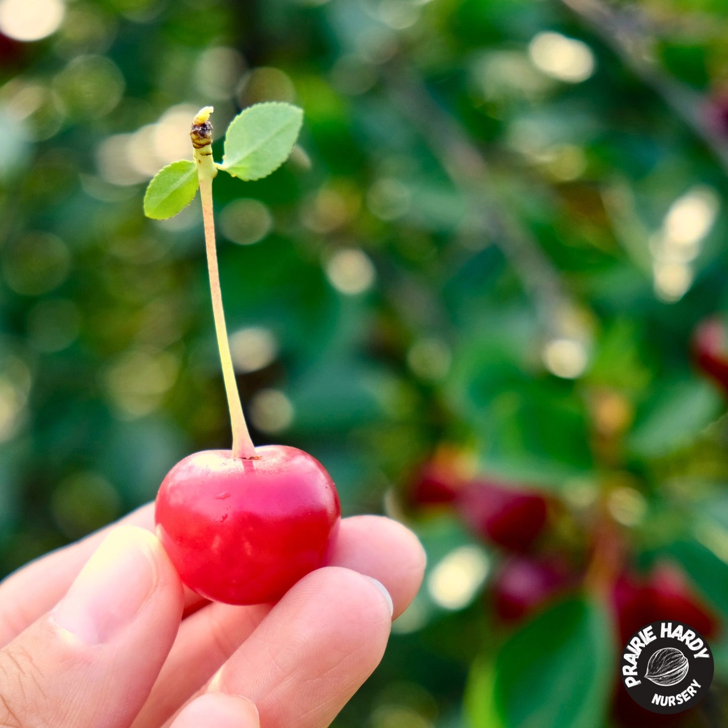 Porthos Cherry