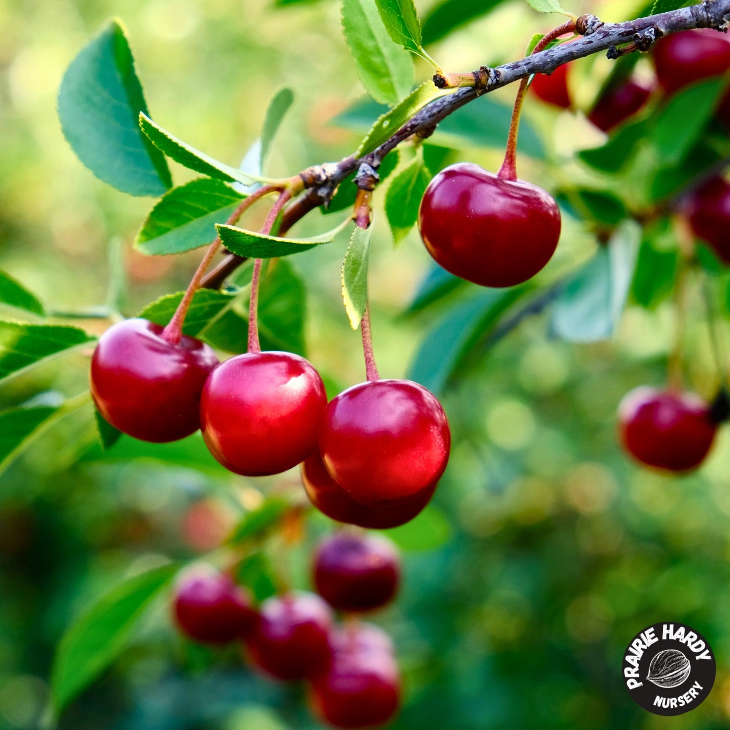 Porthos Cherry