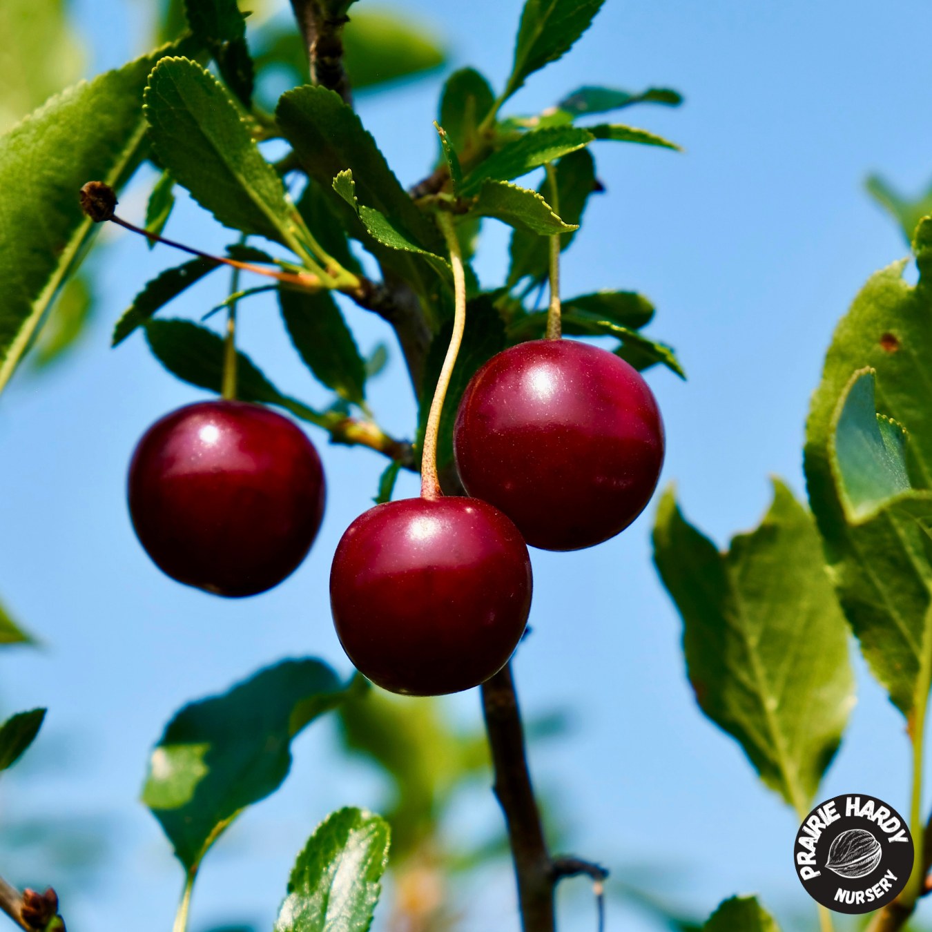 Sweet Thing Cherry
