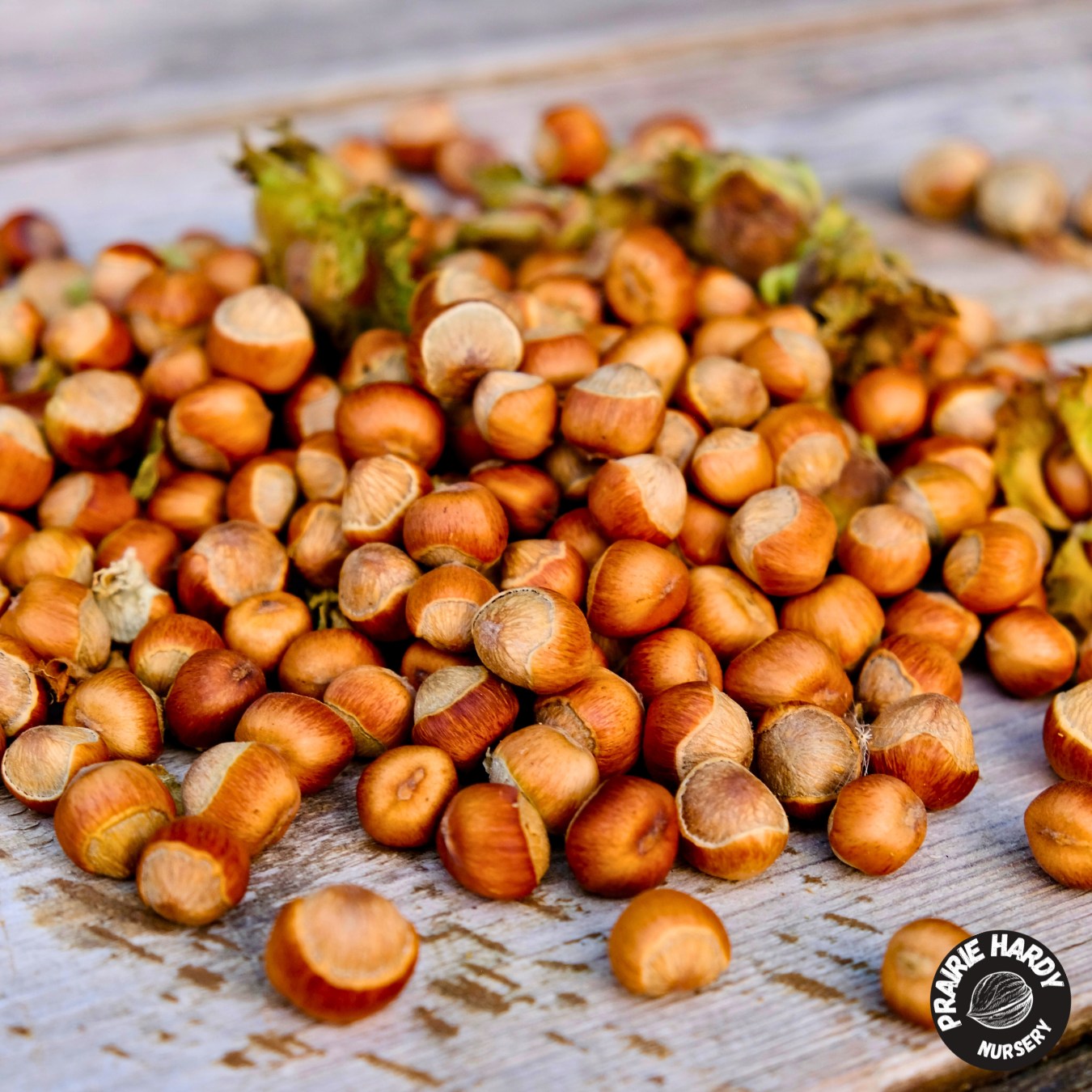 Nut Trees – Prairie Hardy Nursery