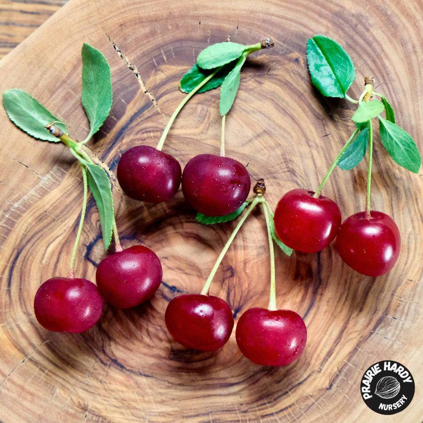 cherry Sour Cherries – Prairie Hardy Nursery