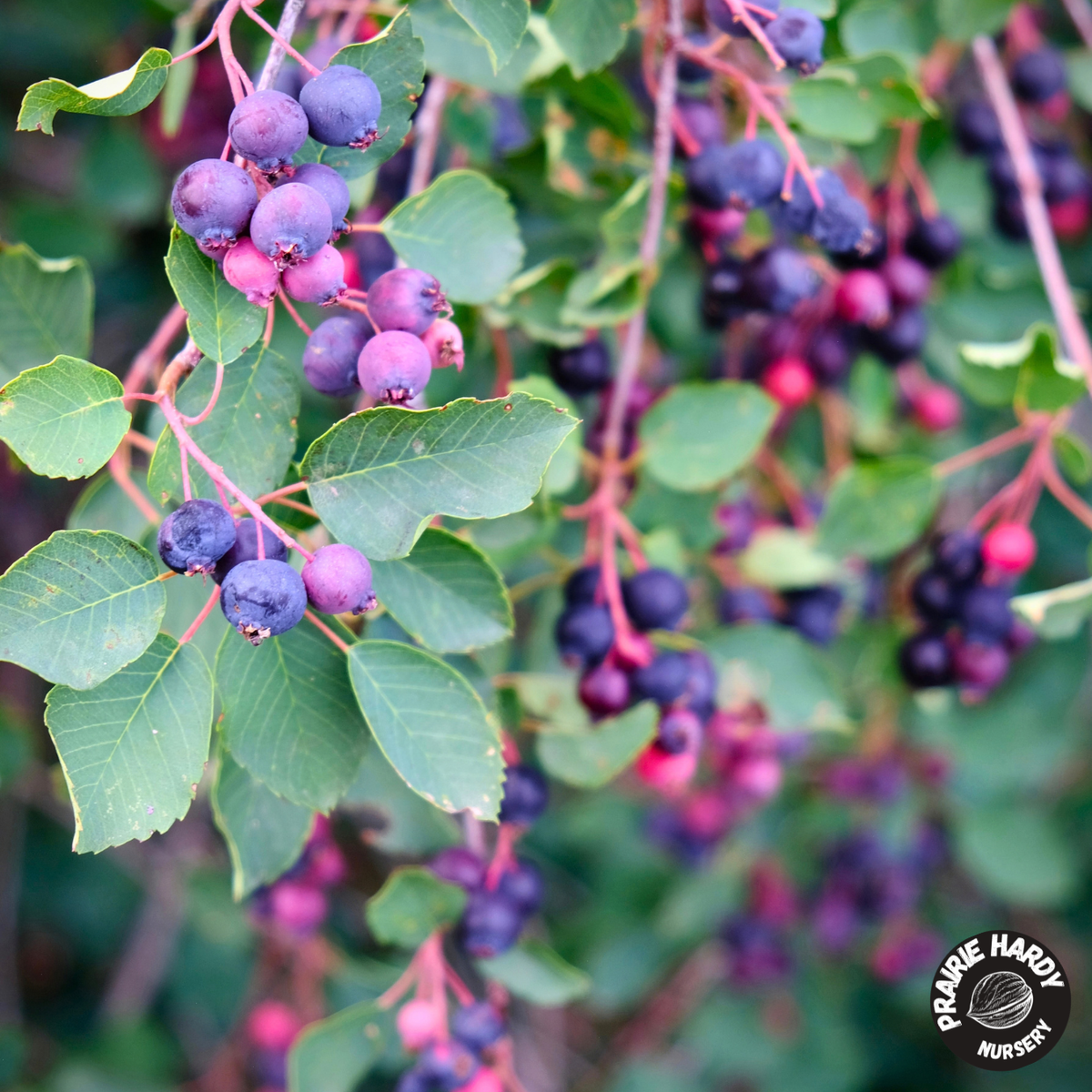 🌸 Saskatoon Berries