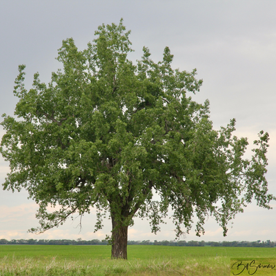Pomer Tree Pear Trees – Prairie Hardy Nursery