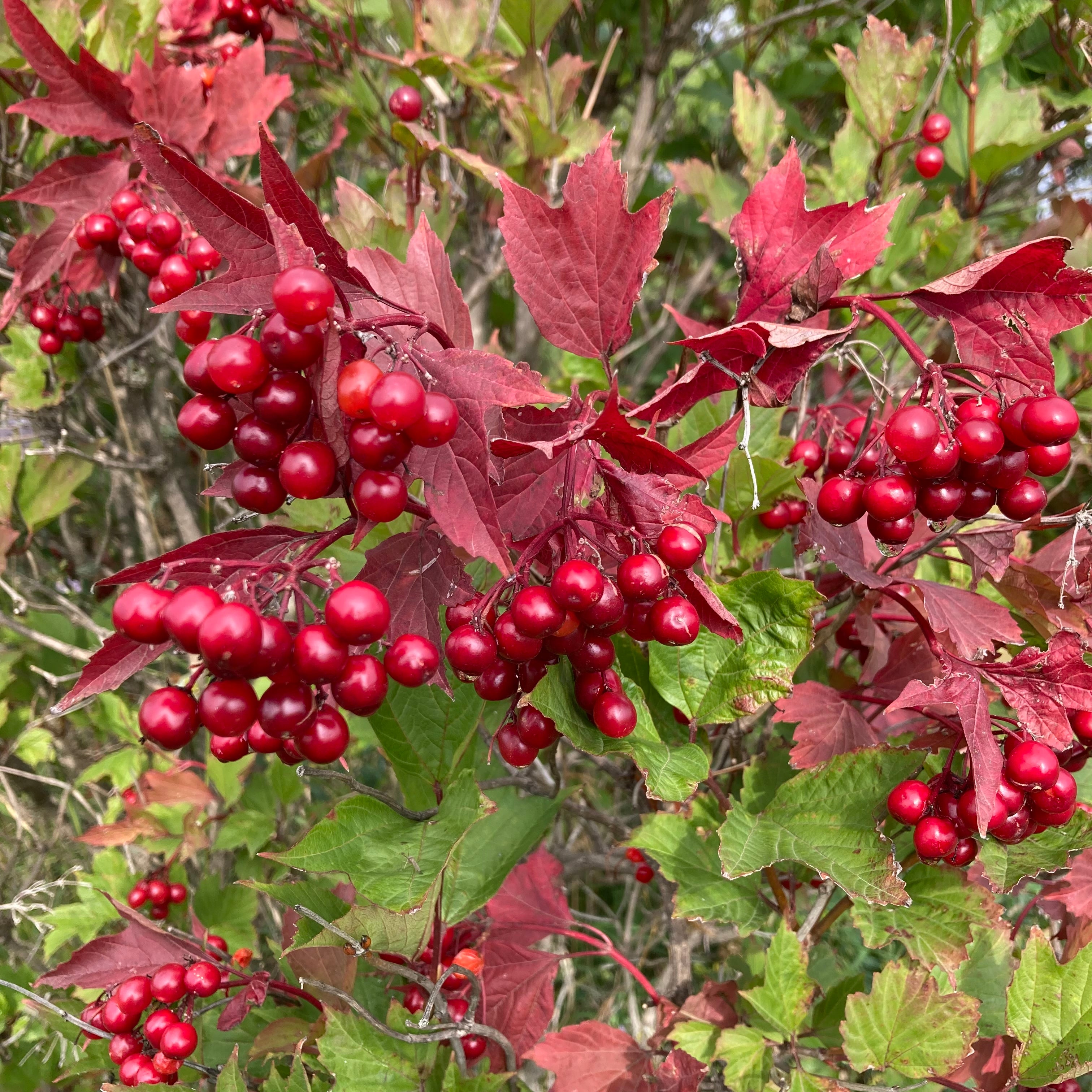 Canbery Tree Highbush Cranberry – Prairie Hardy Nursery