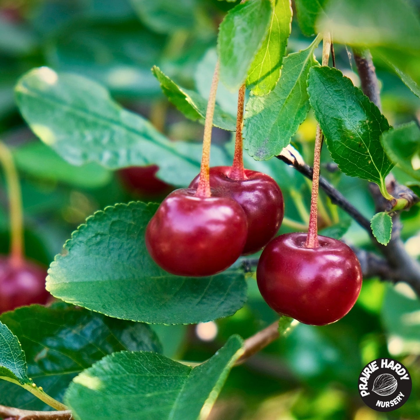 Athos Cherry