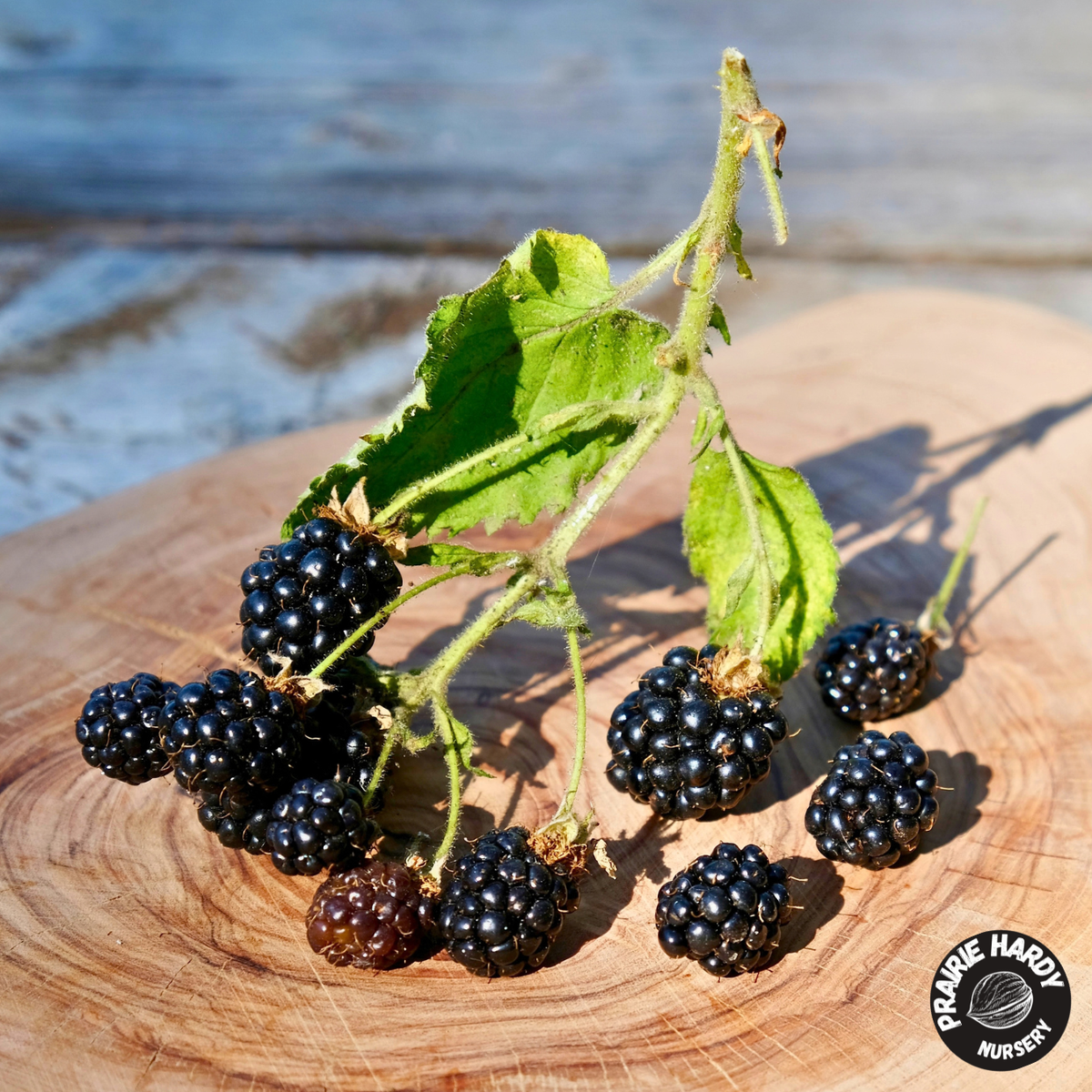 Balsor Hardy Blackberry