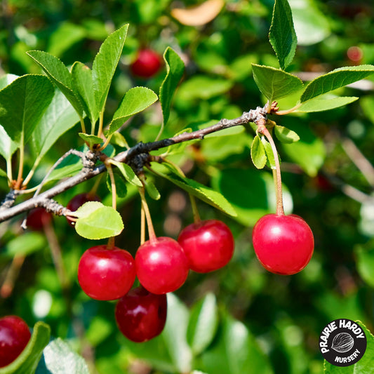 Big Red Cherry