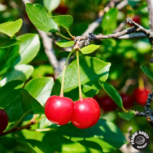Big Red Cherry