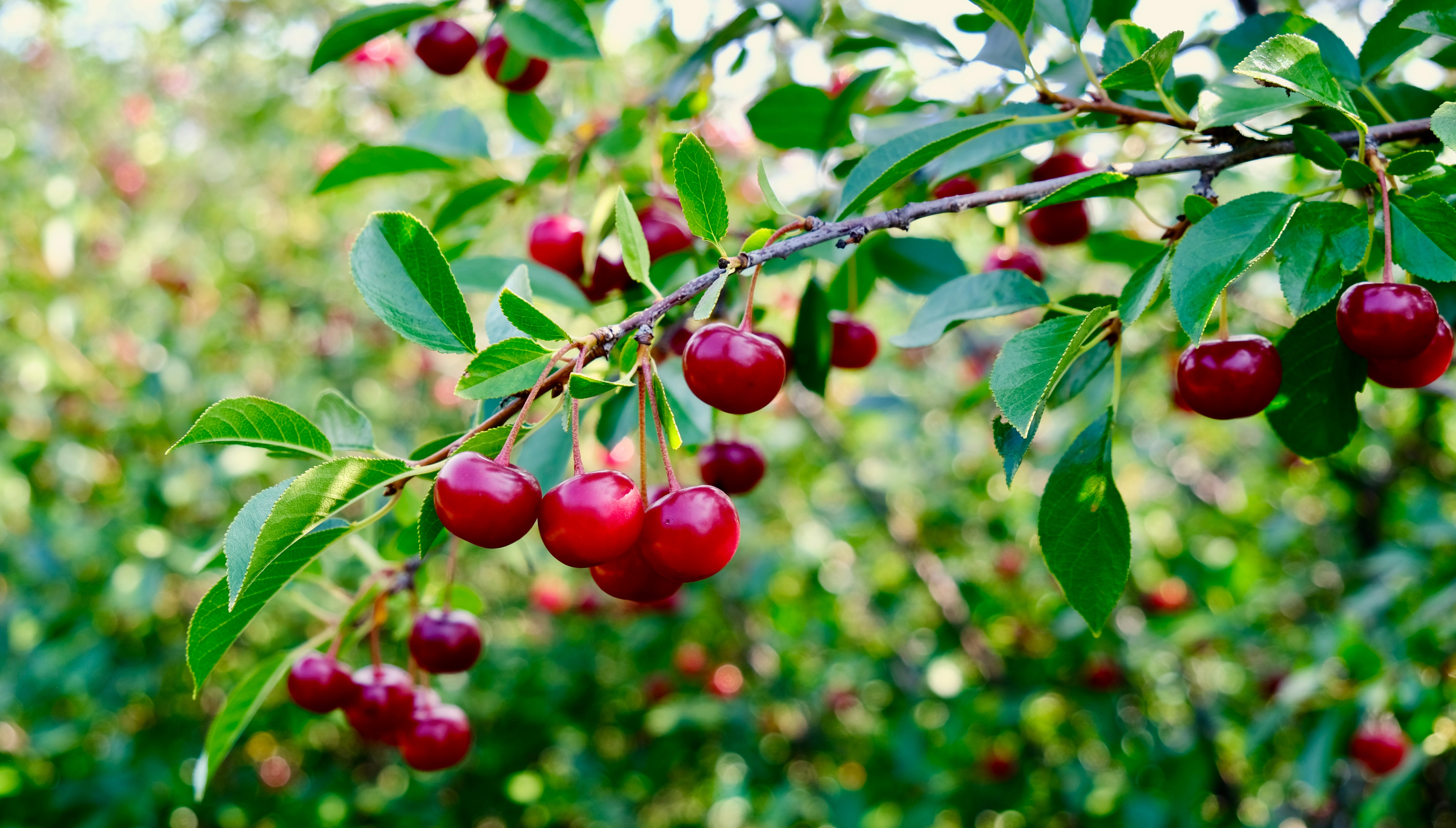 USask Sour Cherries: Complete Growing Guide for Canadian Gardeners
