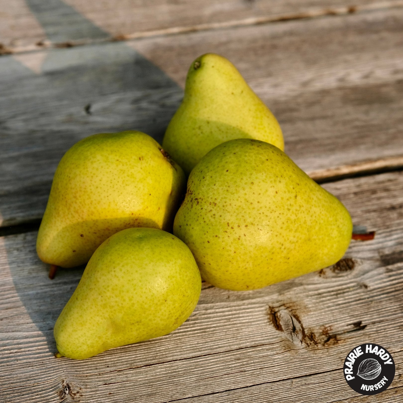 cheri Montmorency Sour Cherry Scionwood – Silver Creek Nursery Ltd.