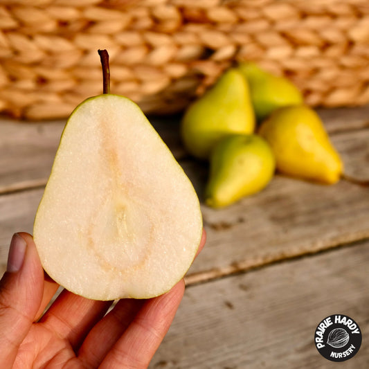 Chizhovsky Pear