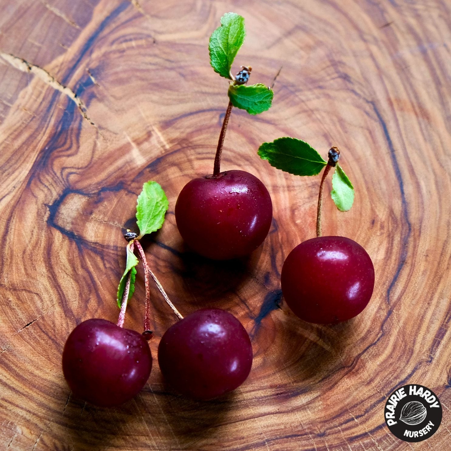 Cutie Pie Cherry – Prairie Hardy Nursery