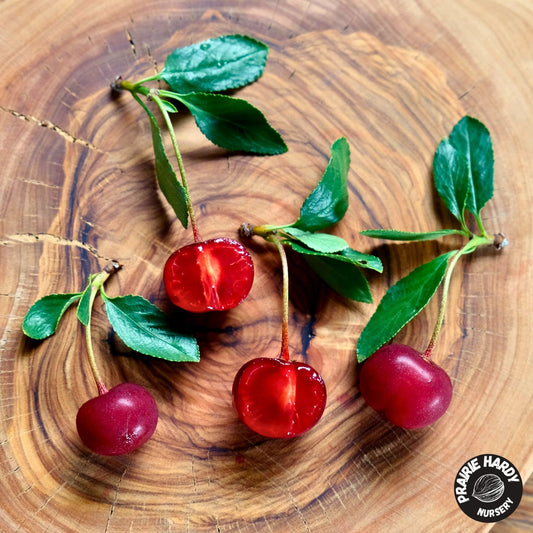 D’Artagnan Cherry
