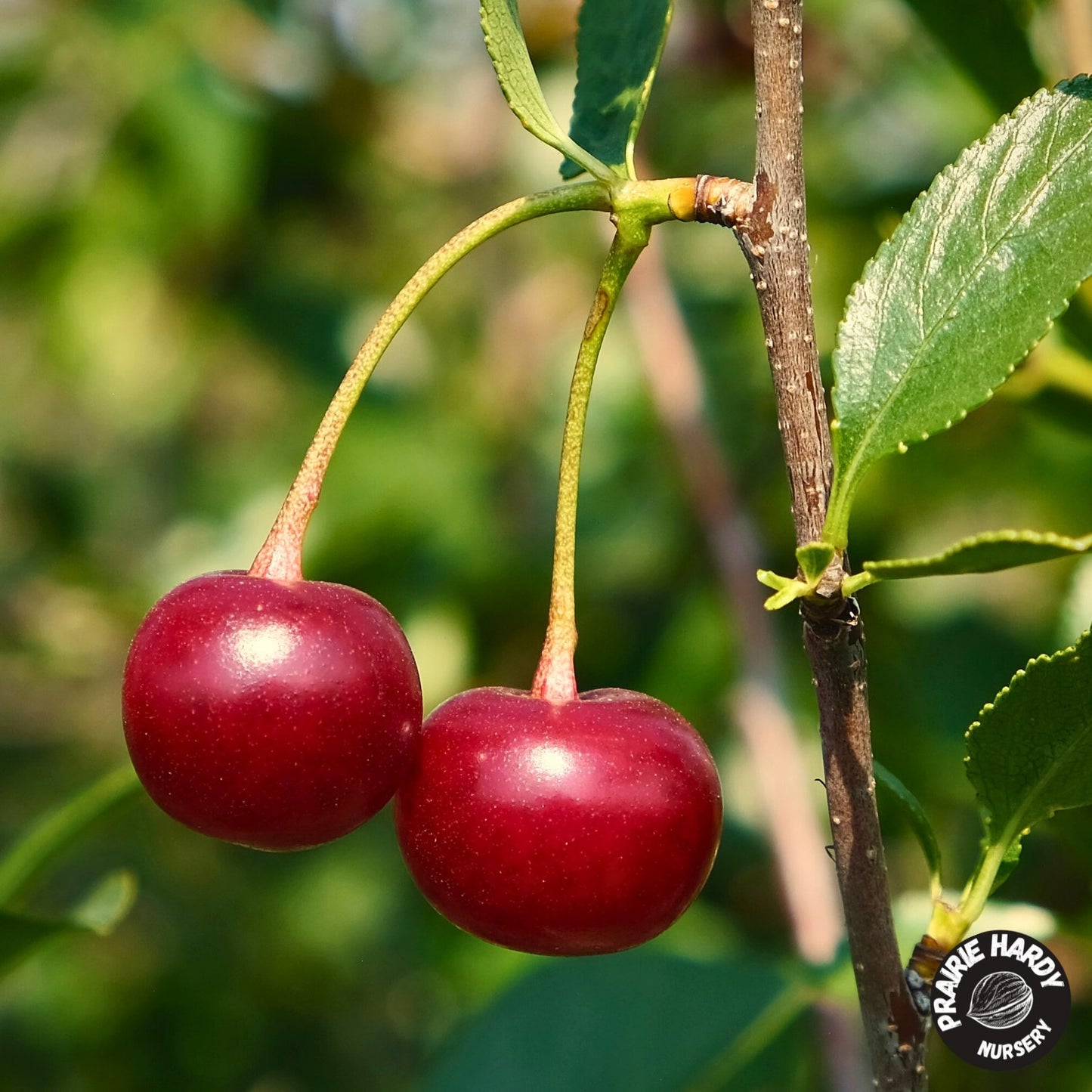 D’Artagnan Cherry