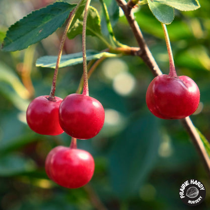 D’Artagnan Cherry