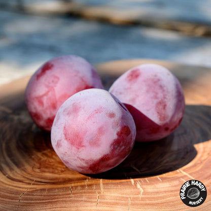 Delicate Plum