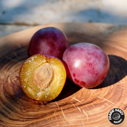 Delicate Plum