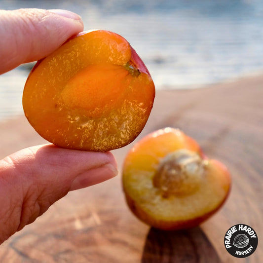 Fofonoff Plum