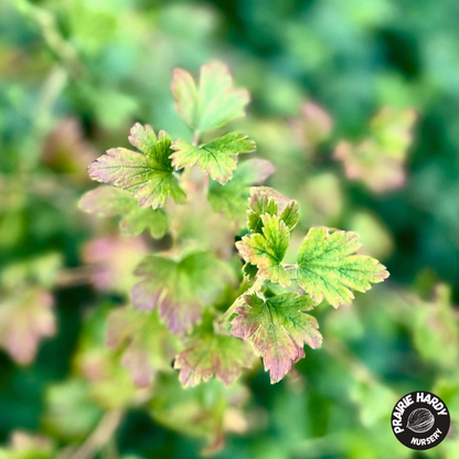 Northern Gooseberry