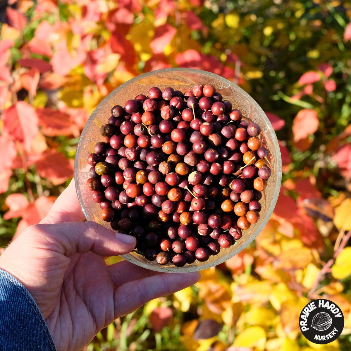 Magnifica Hackberry Fall Hackberry – Prairie Hardy Nursery