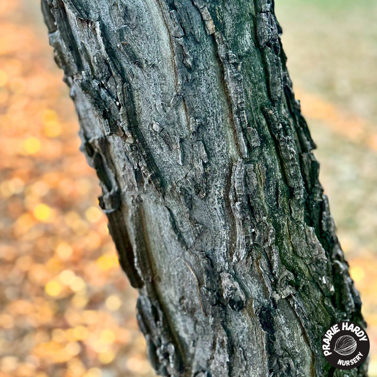 Hackberry Width Hackberry – Prairie Hardy Nursery