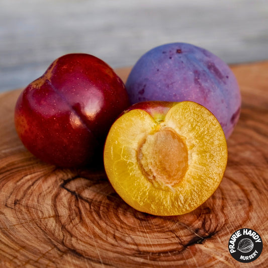 Ivanovka Plum