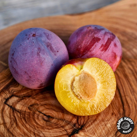 Ivanovka Plum