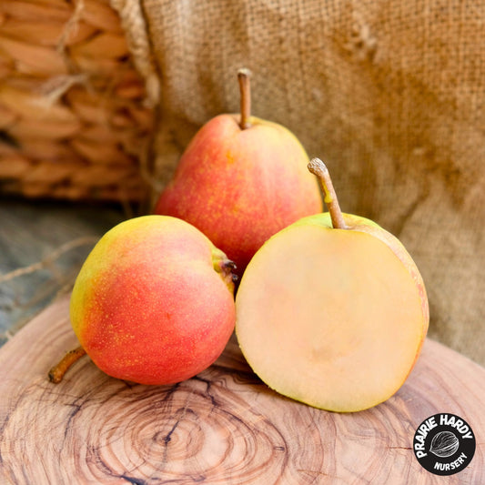 Krazulya Pear