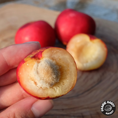 Rare and Heritage Plum Trees