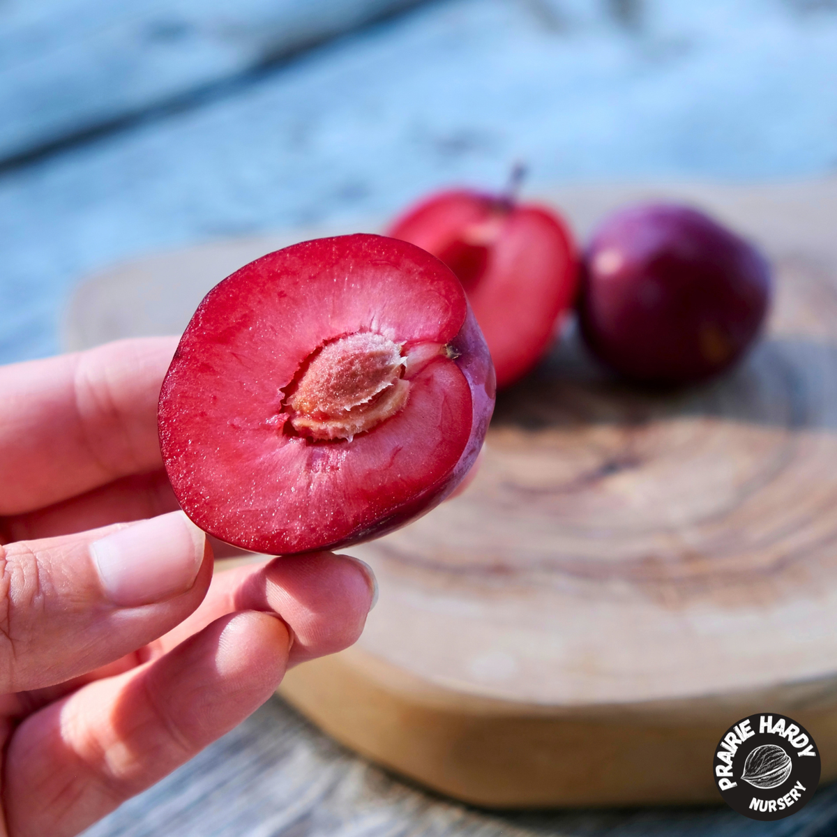 Lama Cherry Plum