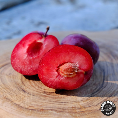 Lama Cherry Plum