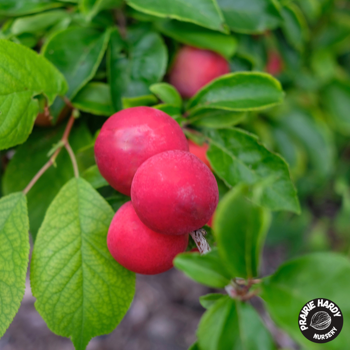 Lee Red Plum