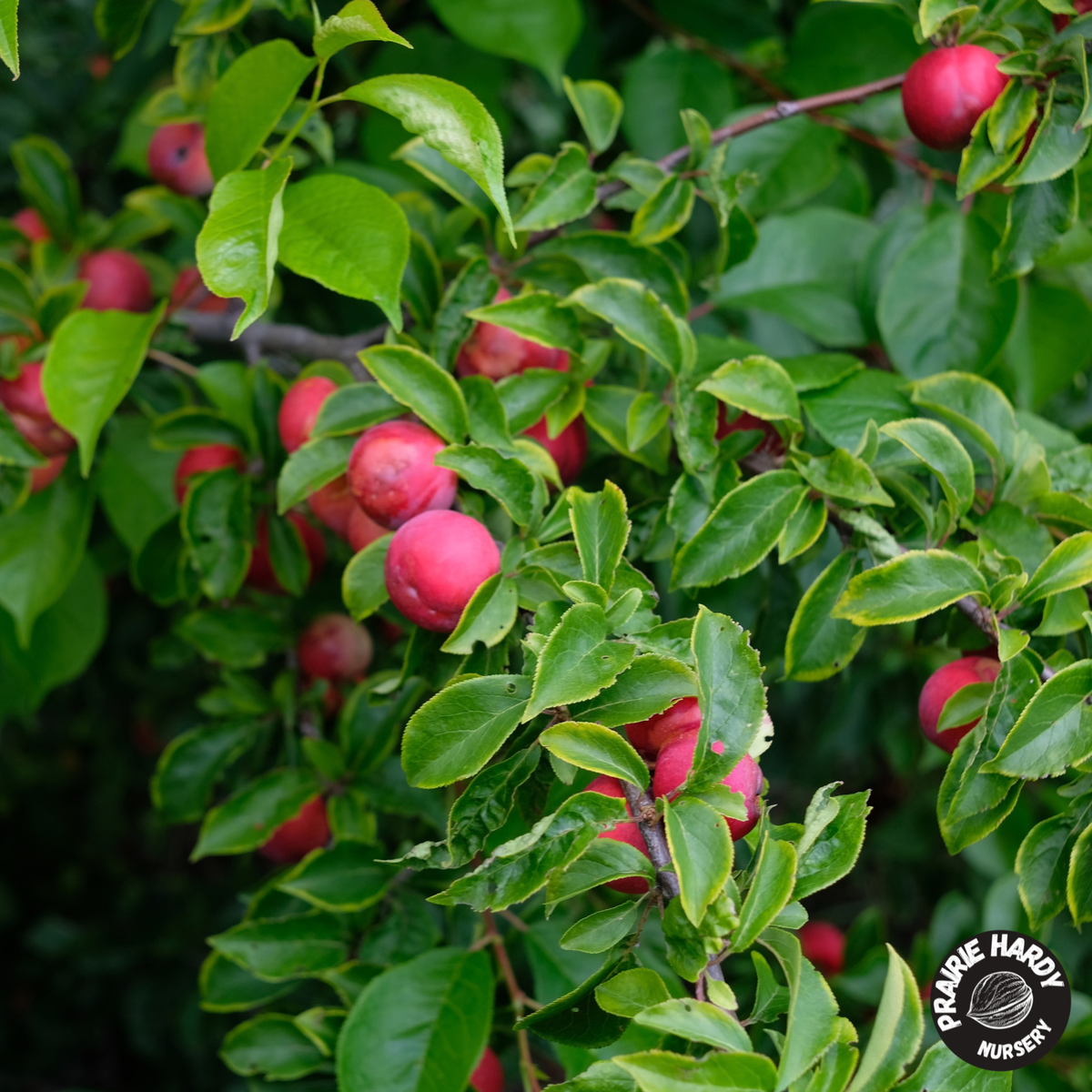 Lee Red Plum