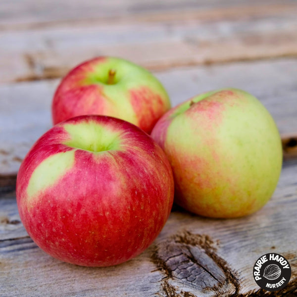 Lucky Jack Apple