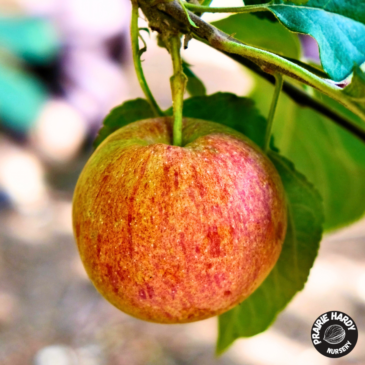 M370 Apple