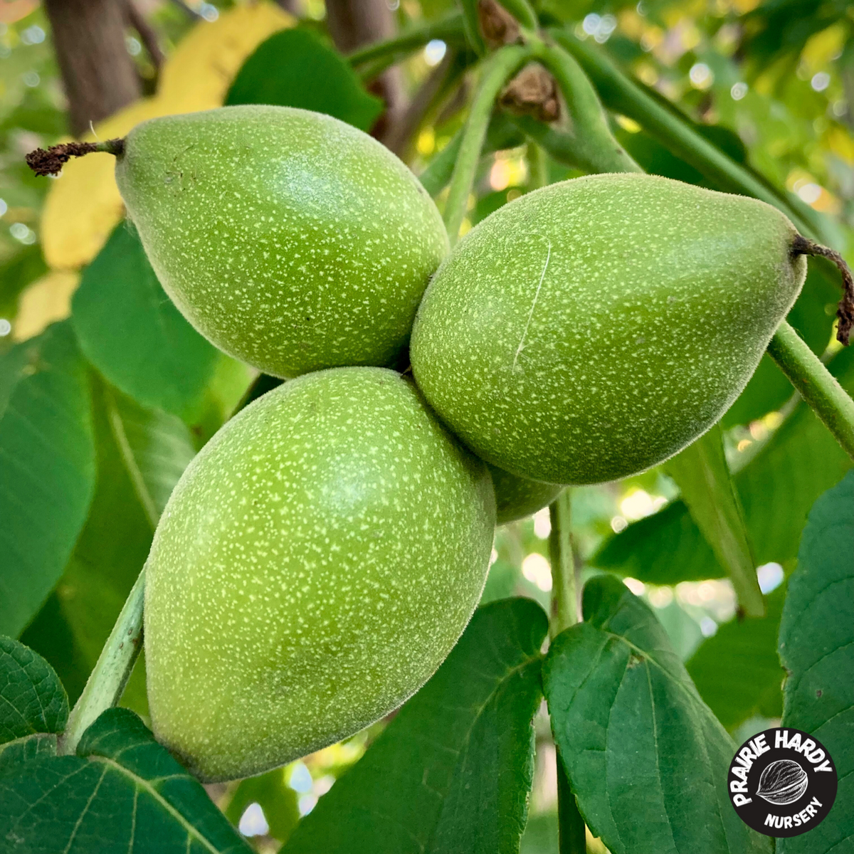 Manchurian Walnut – Prairie Hardy Nursery