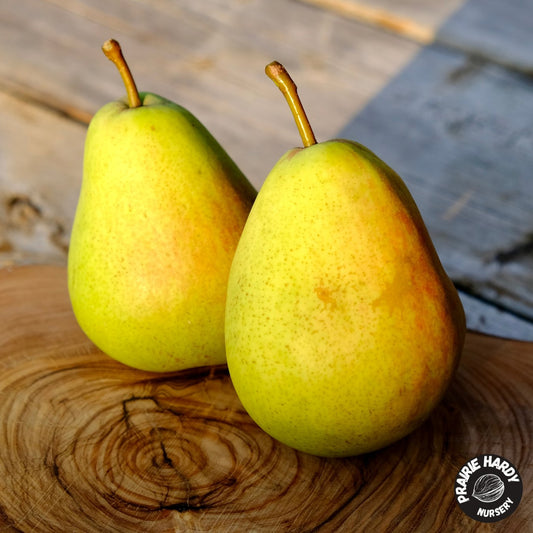 Marshal Zhukov Pear