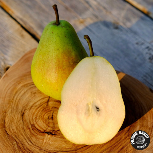 Marshal Zhukov Pear