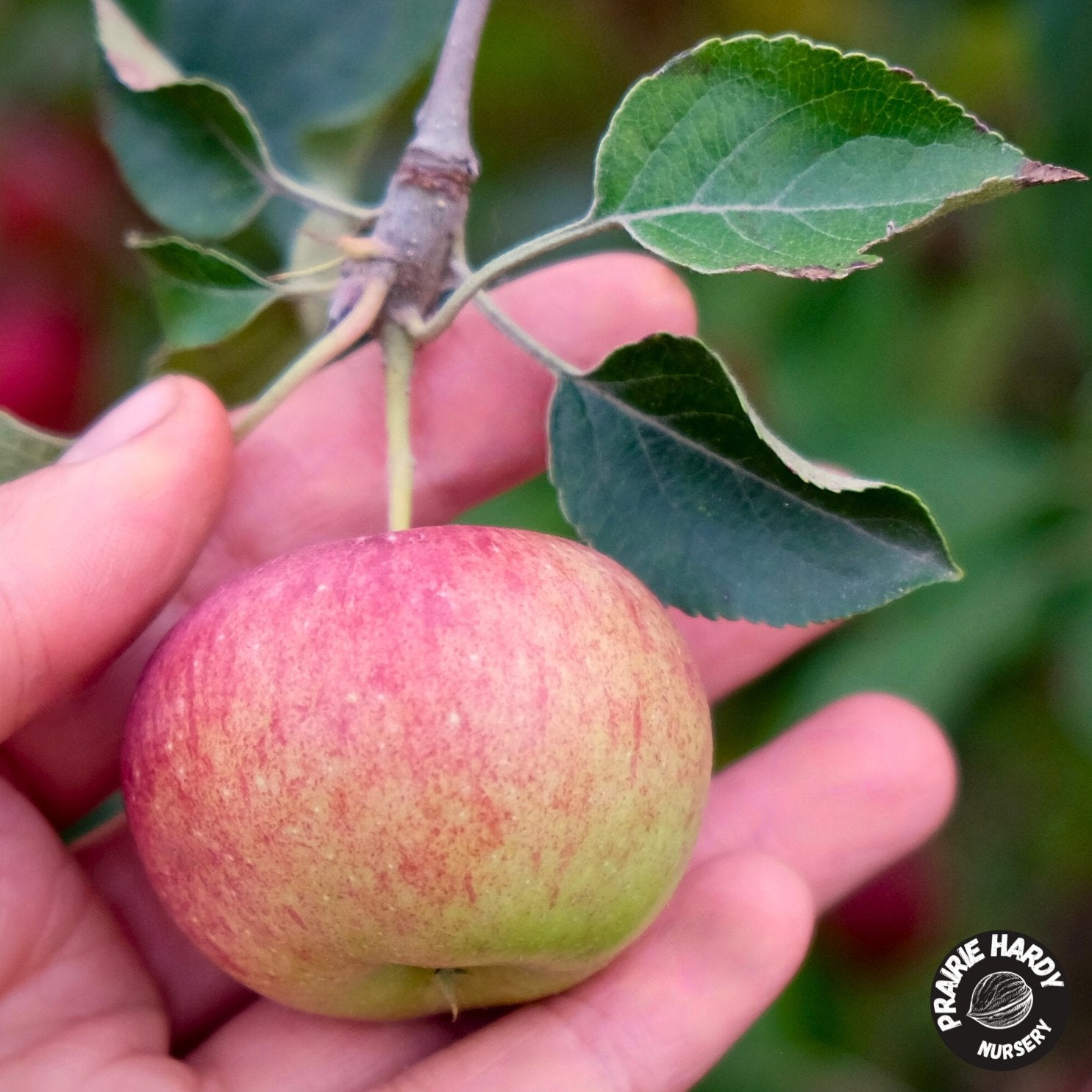 Apple Trees – Prairie Hardy Nursery
