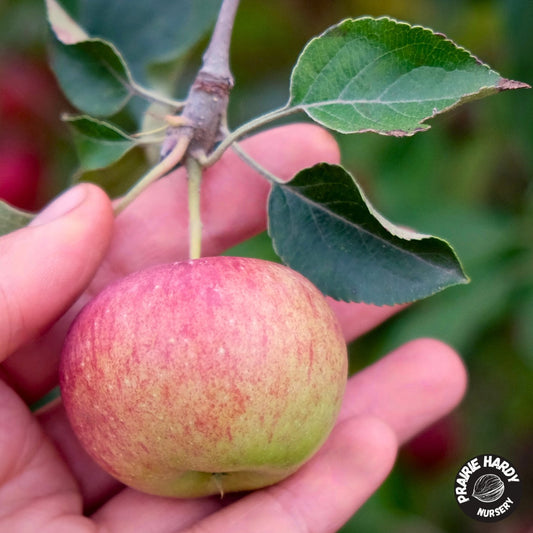 Minnesota #447 Apple