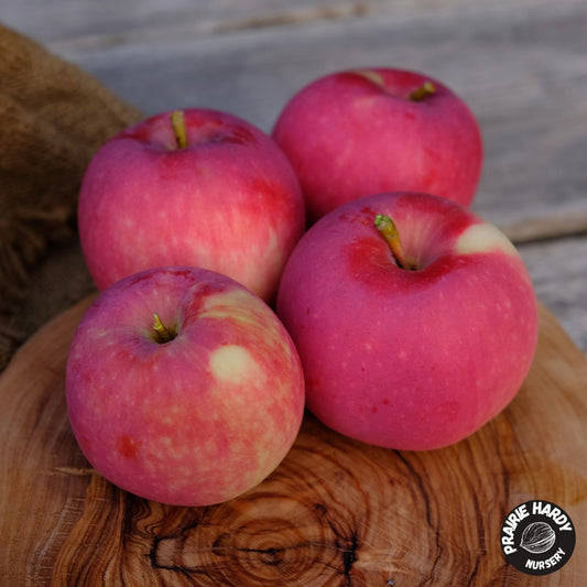 Misty Rose Apple