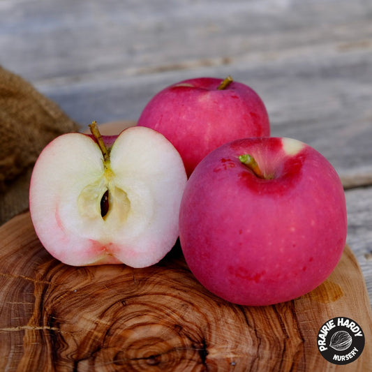 Misty Rose Apple